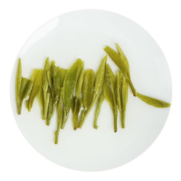 Inherited reference illustration for Baima Maojian infused leaves