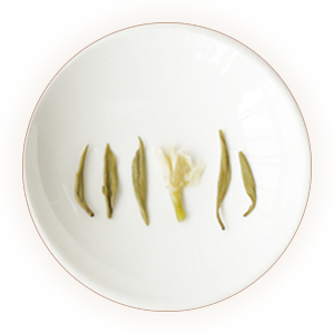 Inherited reference illustration for Bitan Piaoxue infused leaves