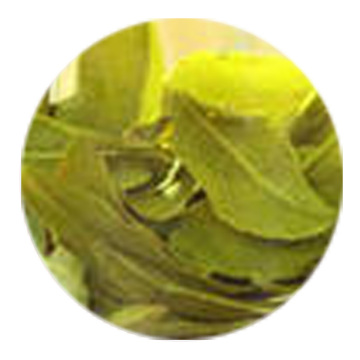 Inherited reference illustration for Cangshan Xuelv infused leaves
