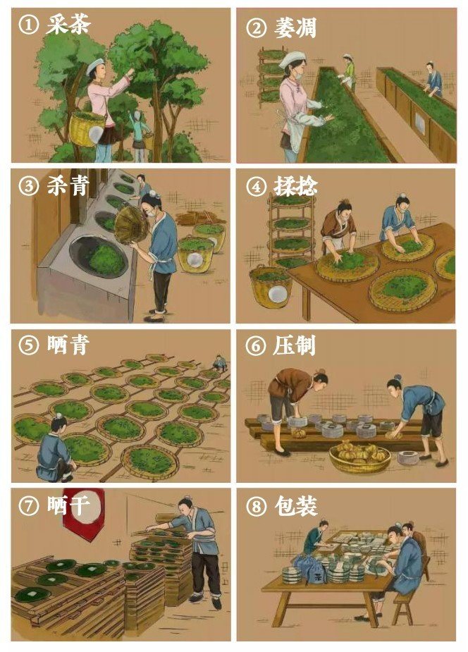 Original Chinese-labelled Mengku Daxueshan Pu-erh process illustration