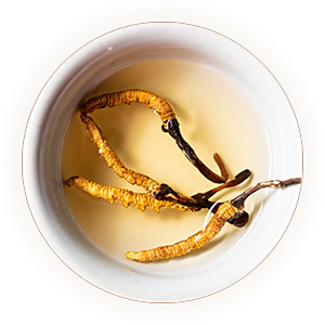 Inherited reference illustration for Cordyceps Tea infused material