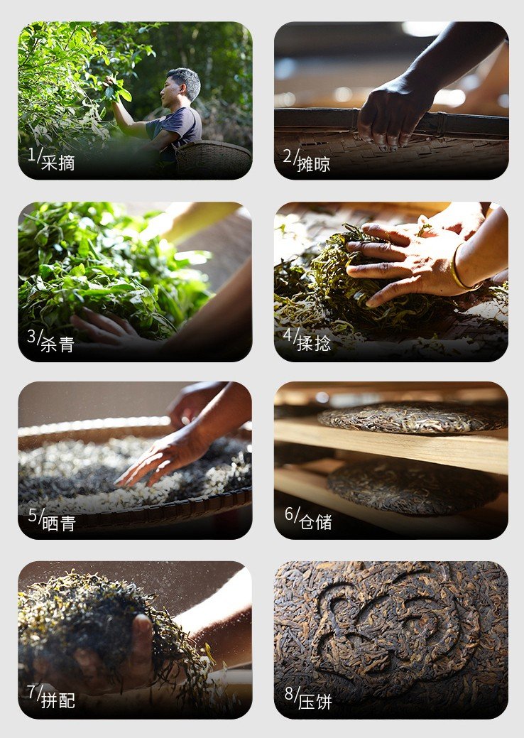 Original Chinese-labelled Huangpian Pu-erh process illustration
