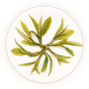 An inherited reference photograph of infused Huangshan Maofeng buds and leaves