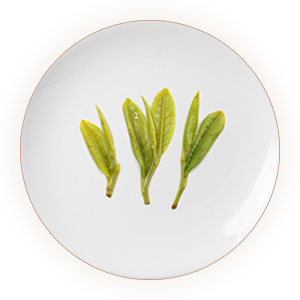 Inherited reference illustration for Huoshan Huangya infused leaves
