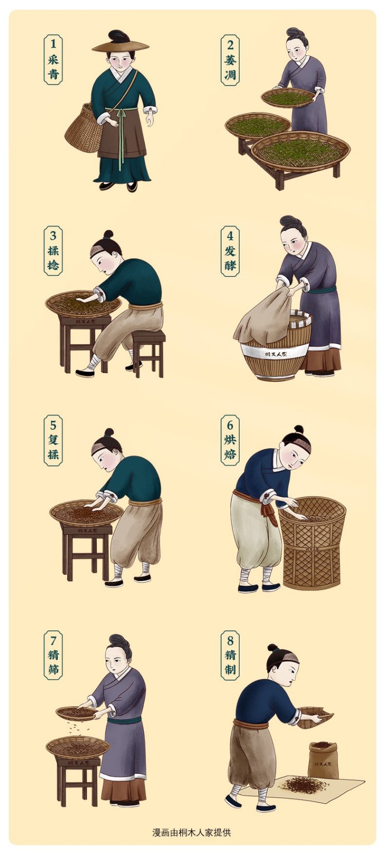Chinese-labelled eight-panel drawing of bud picking, withering, rolling, oxidation, re-rolling, drying, screening and final sorting