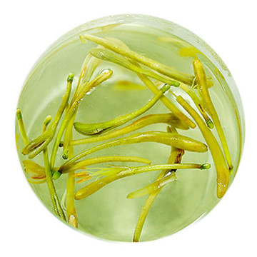 Inherited reference illustration for Honeysuckle Flower Tea infused material