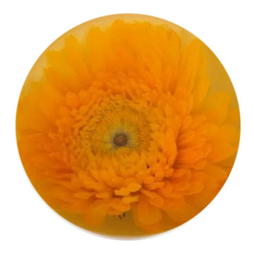 Inherited reference illustration for Calendula Flower Tea infused material
