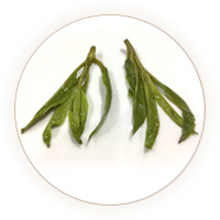 Inherited reference illustration for Large-leaf Kuding Tea infused material