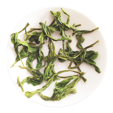Inherited reference illustration for Qintang Maojian infused leaves