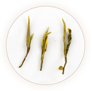 Inherited reference illustration for Rizhao Green Tea infused leaves
