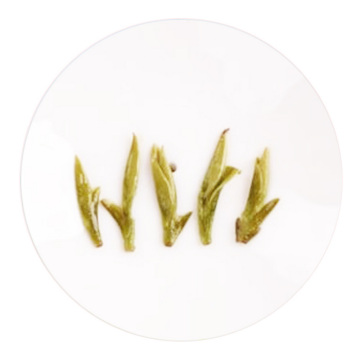 Inherited reference illustration for Songyang Yinhou infused leaves