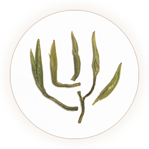 Inherited reference illustration for Yandang Maofeng infused leaves