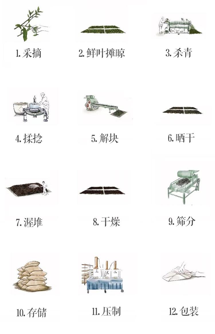 Original Chinese-labelled Yiwu Pu-erh process illustration