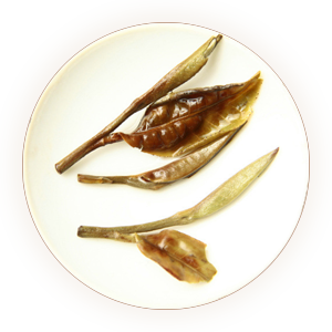 An inherited reference photograph of infused Moonlight White leaves
