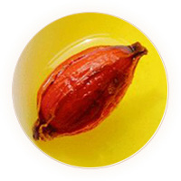 Inherited reference illustration for Gardenia Fruit Tea infused material